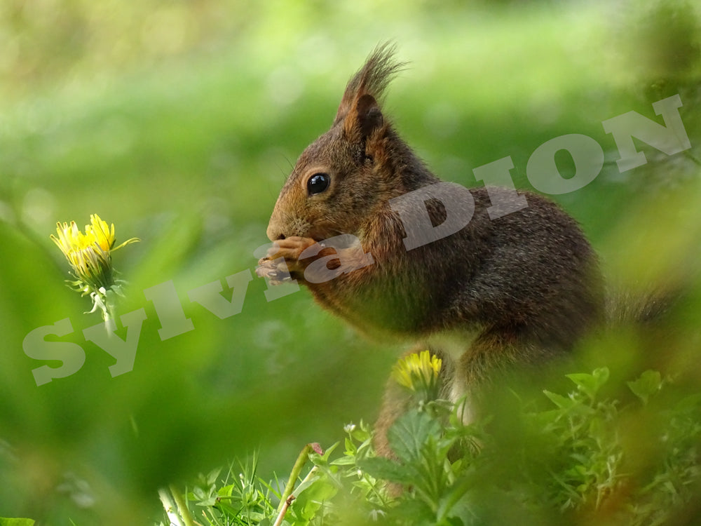 The squirrel and the dandelion