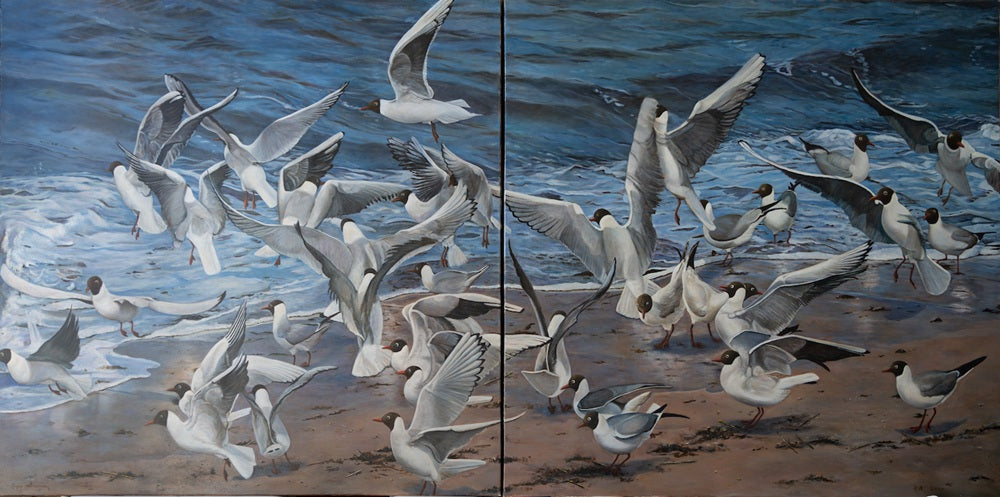 Mouettes rieuses en Bretagne