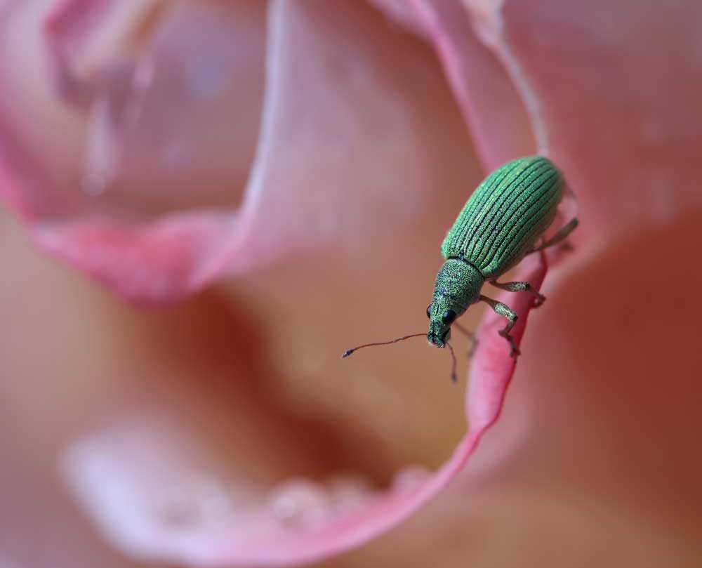 The weevil and the rose