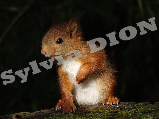 Baby squirrel