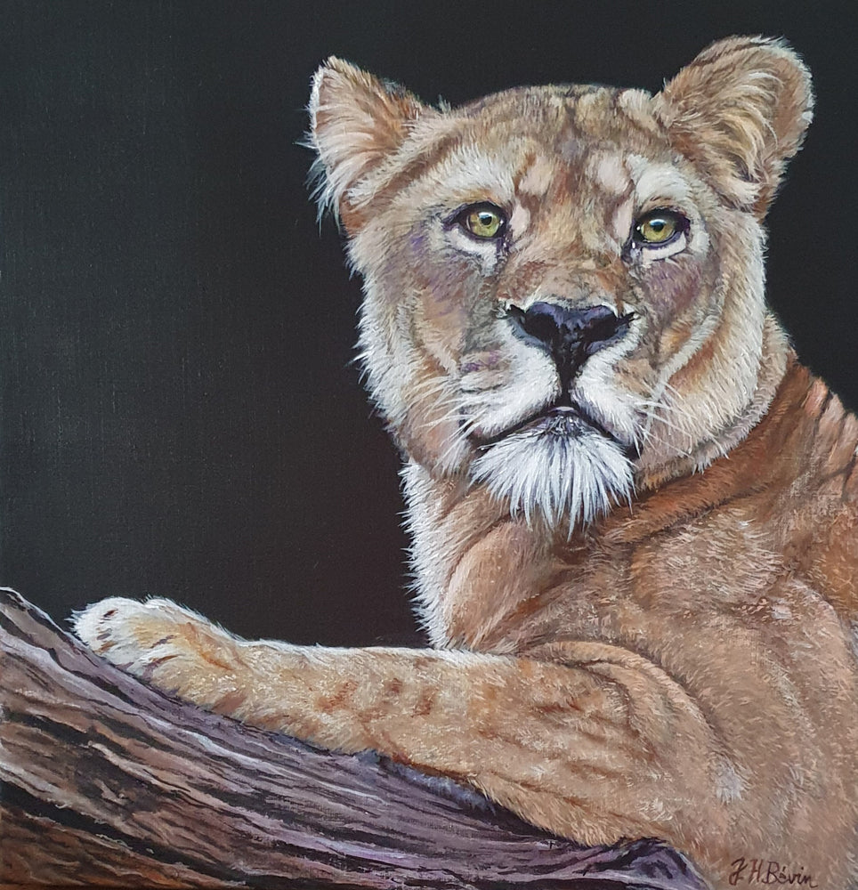 Laya the lioness
