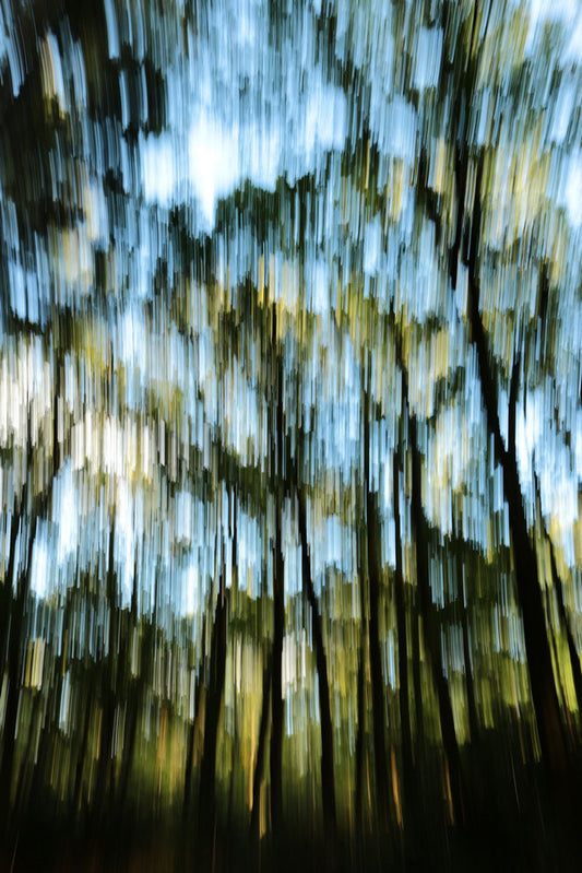 Série Arbres-Cathédrales - Photographie 4947