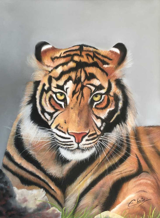 Tiger on the prowl